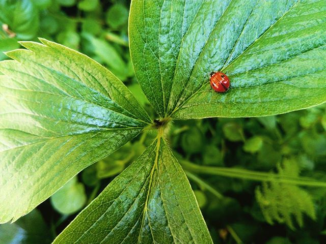 A ladybug rests on a vibrant green leaf, captured in a close-up shot showcasing nature's beauty.