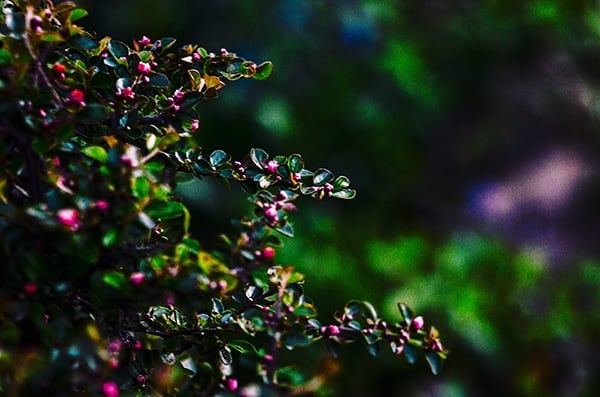 Close-up of lush green foliage with tiny pink berries creates a serene nature scene. Perfect for backgrounds.