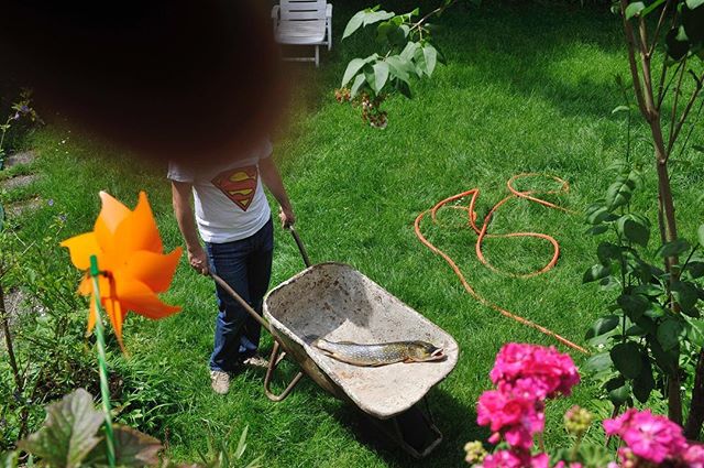 Person in a superman shirt carrying a fish in a wheelbarrow through a sunny backyard garden.