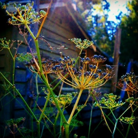 A close-up of dill plants featuring green stems and yellow flowers against a softly blurred outdoor backdrop.