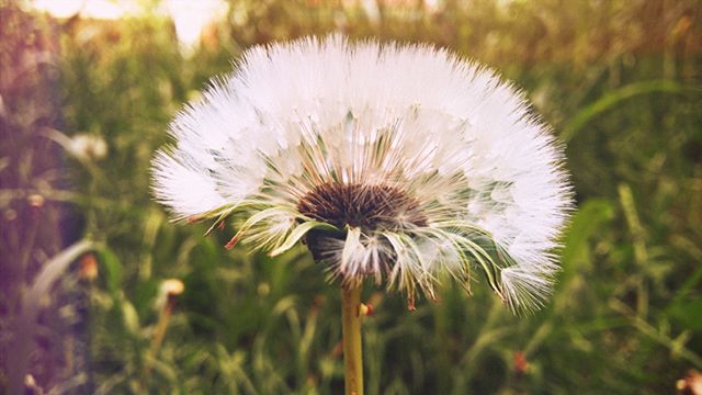 A dreamy close-up of a dandelion seed head in a field, perfect for nature and spring related content.