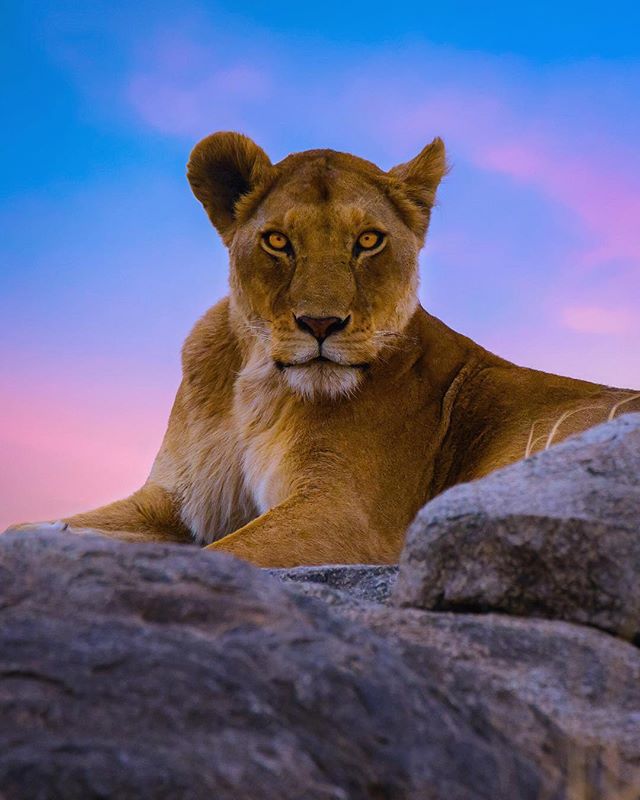 Portrait of a lioness in the wild, resting on rocks against a vibrant sky.