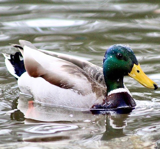 A mallard duck swims peacefully in a pond, its vibrant colors reflected in the calm water.