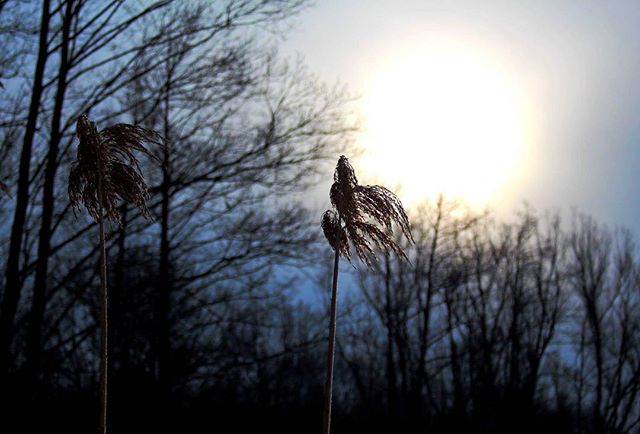 Silhouetted cattails sway gently against a bright sky, evoking a sense of calm and the beauty of nature.