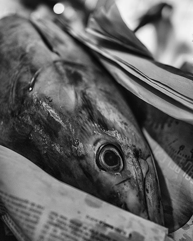 A striking black and white close-up of a tuna's head, capturing its texture and the eye's detail.