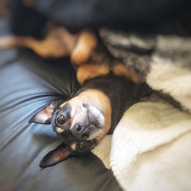 A cute dog lying upside down on a couch, looking directly at the camera with a playful expression.