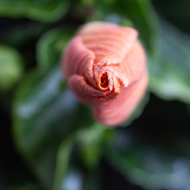 A beautiful close-up of a budding hibiscus flower, showcasing its delicate texture and vibrant color.