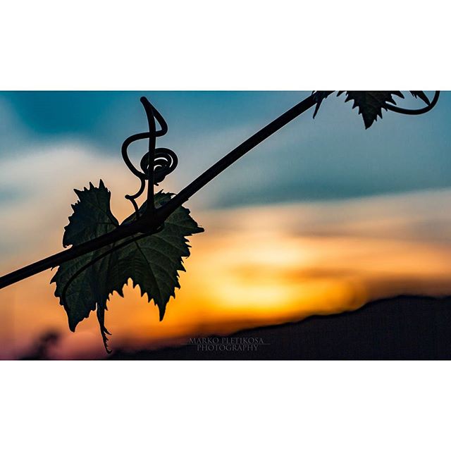 A silhouette of a leaf and vine against a vibrant sunset sky.  Perfect for nature, organic or vineyard theme. 