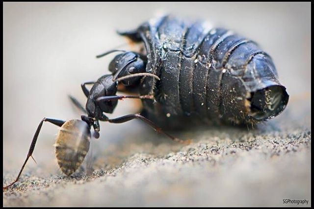 A black ant carries a pill bug on a concrete surface.