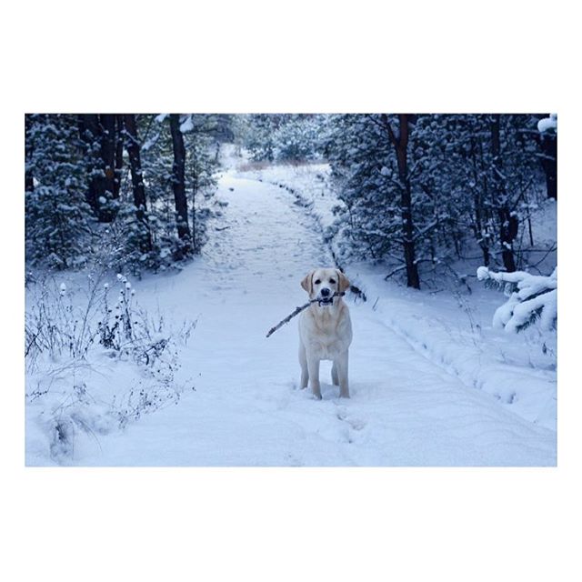 A golden labrador retriever stands happily in the snow, holding a stick along a snowy path in a winter forest.