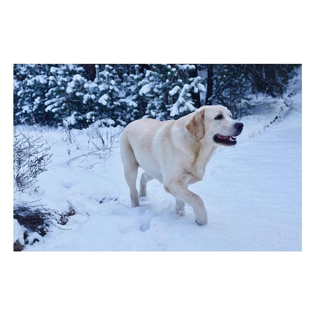 A yellow labrador retriever dog runs through the snow in a winter forest setting.