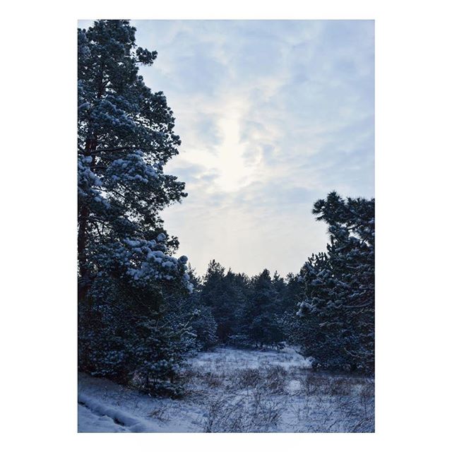 A tranquil winter landscape featuring snow-covered trees under a cloudy sky, perfect for a nature-themed background.