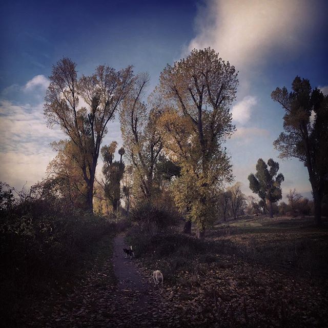 A tranquil autumn scene featuring a path winding through trees, with two dogs exploring the serene natural landscape.