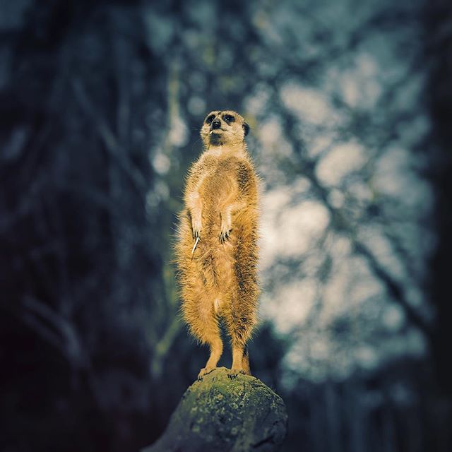 A meerkat stands alert on a rock, looking attentively into the distance in a natural setting.