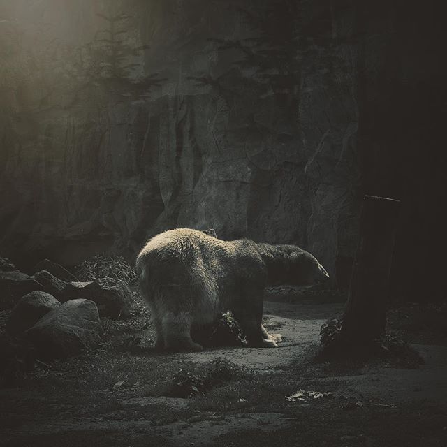A polar bear walks in its habitat, with a moody and dark atmosphere.