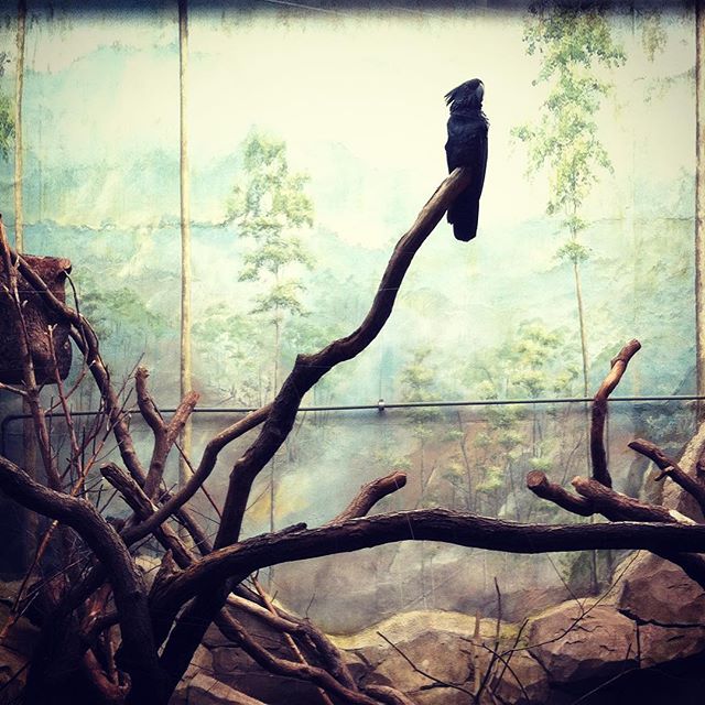 A black raven perches on a branch against a painted backdrop in an indoor zoo exhibit.