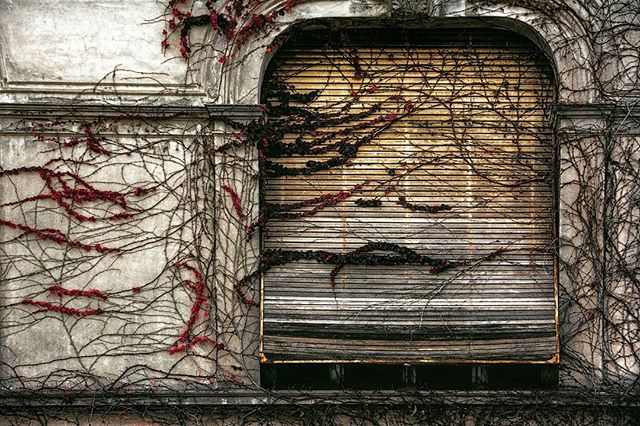 An old building facade with a closed window covered in vines creates a vintage and weathered aesthetic.