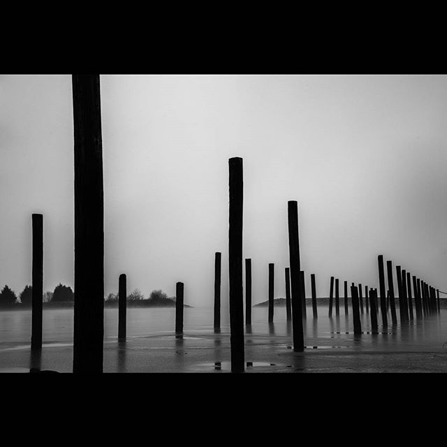 Monochrome shot of wooden posts in calm water, creating a serene and minimalist coastal landscape.
