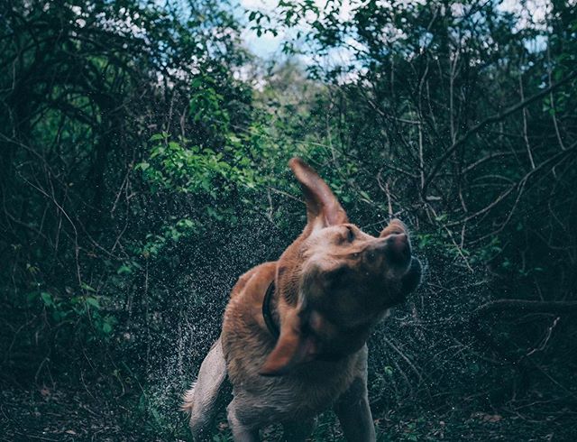 A wet labrador dog shakes its head in a forest, sending water droplets flying around its head.