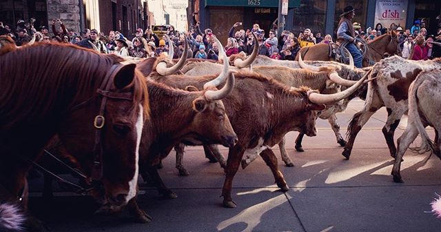 Crowd watches longhorn cattle and riders parade down a city street.