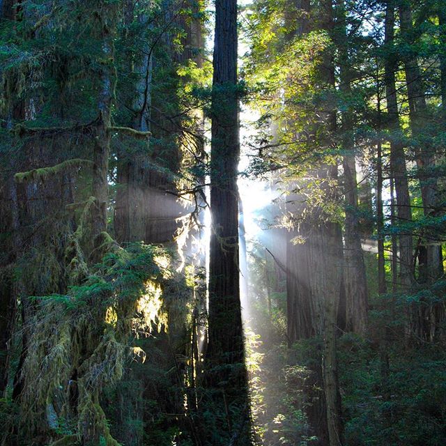 Sunlight streams through tall trees in a serene forest, creating a peaceful, natural scene.