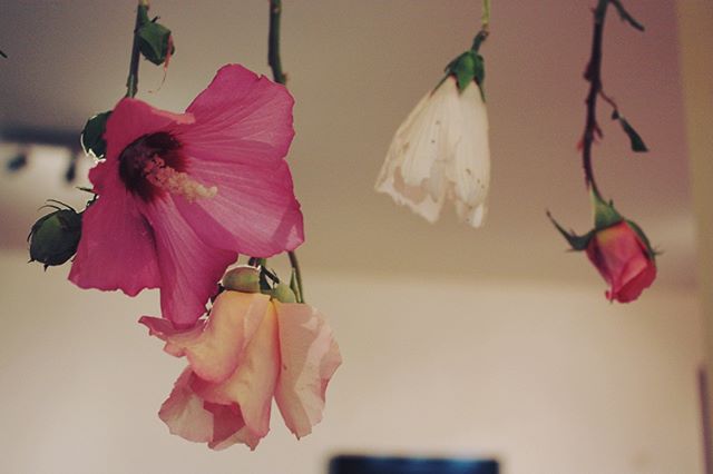 Hanging pink hibiscus and roses create a soft, dreamy floral still life.