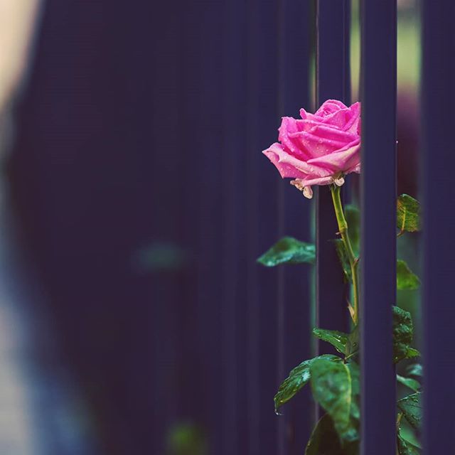 A pink rose blooms delicately near a dark fence, its petals holding tiny droplets of water.