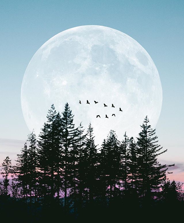 A stunning scene of silhouetted trees against a giant moon, with birds flying across the sky.