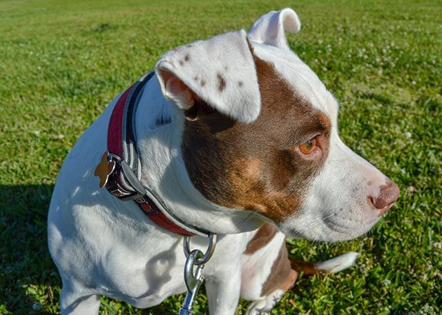 A cute brown and white dog with a collar sits on green grass on a sunny day.