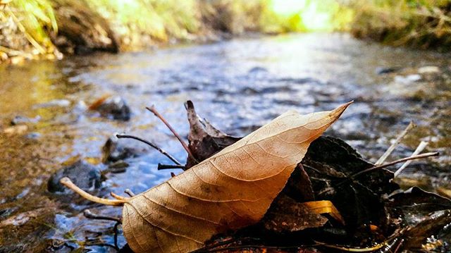 A close-up shows a fallen leaf resting near a stream, creating a serene and natural scene.