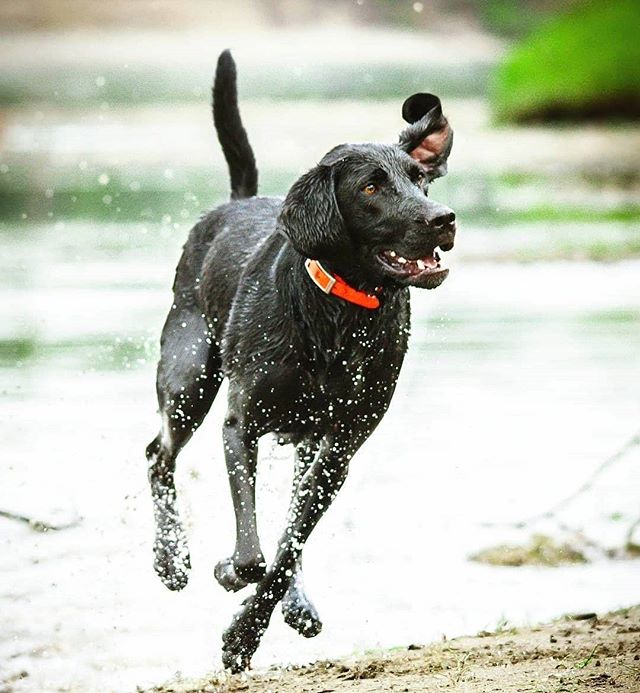 A happy black labrador retriever runs through shallow water, enjoying a day at the beach.