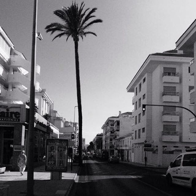 A monochrome street scene featuring a tall palm tree and buildings under a clear sky.