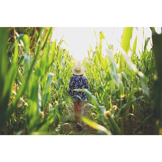 A woman in a hat walks through a green cornfield towards the sunlight, enjoying the peaceful countryside.