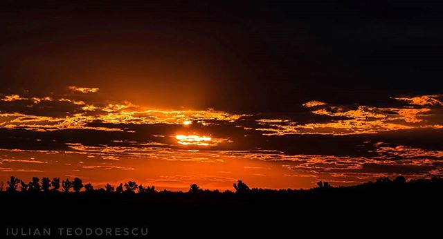 A vibrant sunset with silhouetted trees on the horizon and golden clouds filling the sky.