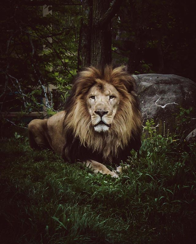 A majestic lion rests in the grass, its full mane prominent in a natural, outdoor setting.