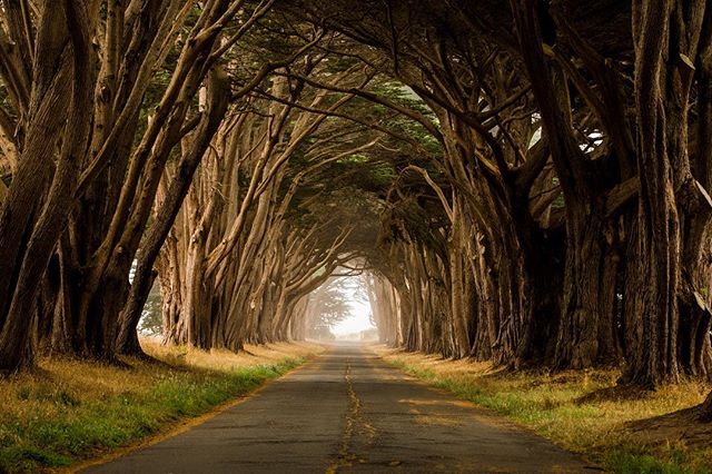 A scenic road tunnel runs through a forest with tall trees creating an arched canopy.