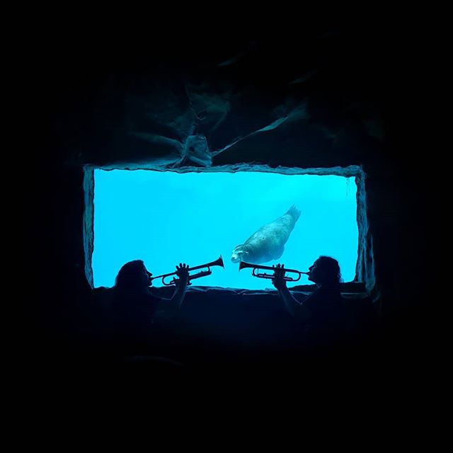 Two musicians play trumpets in front of an aquarium window as a seal swims by, creating a whimsical scene.