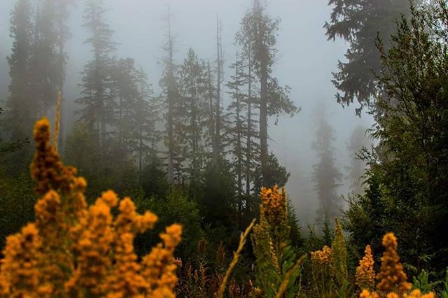 A serene, foggy forest scene features wildflowers and tall trees, perfect for nature backgrounds and tourism campaigns.