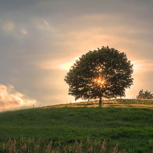 A lone tree on a grassy hill catches the golden light of the setting sun in a peaceful, scenic landscape.