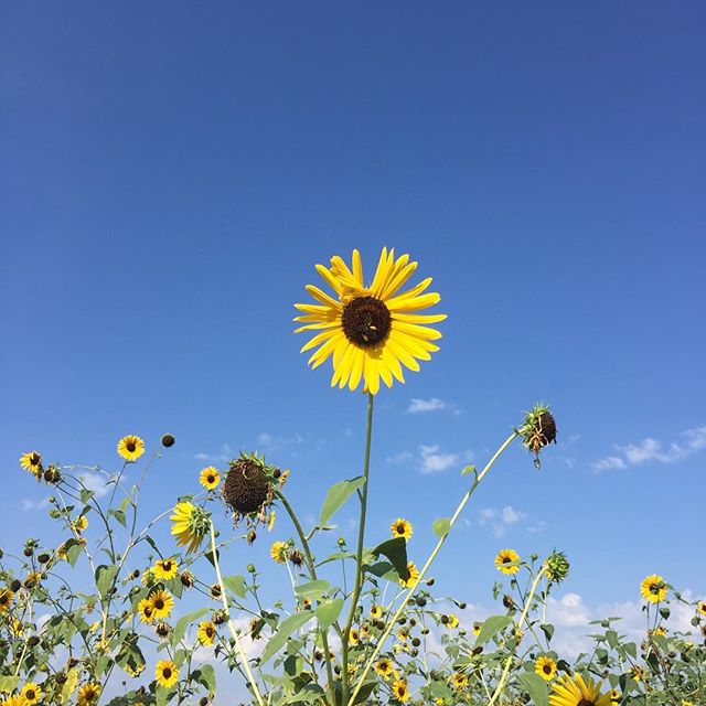 A field of bright yellow sunflowers against a clear blue sky creates a cheerful, sunny scene.