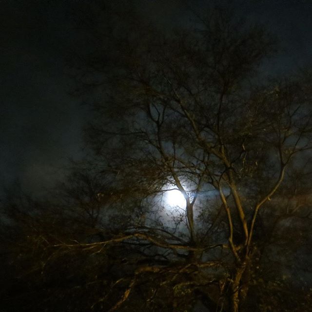 A silhouetted tree is highlighted by the moon in the night sky, creating a mysterious, moody scene.