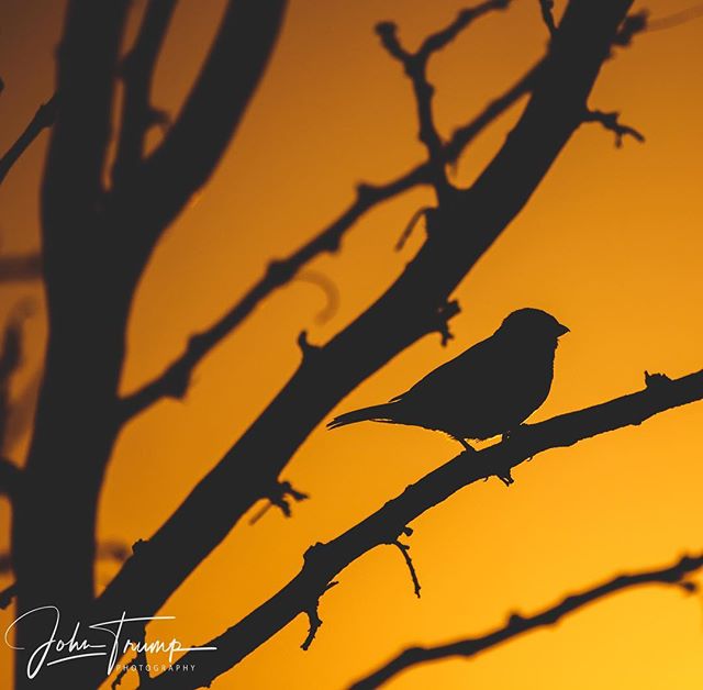 Silhouette of a bird perched on a tree branch against a vibrant orange sky at sunset.
