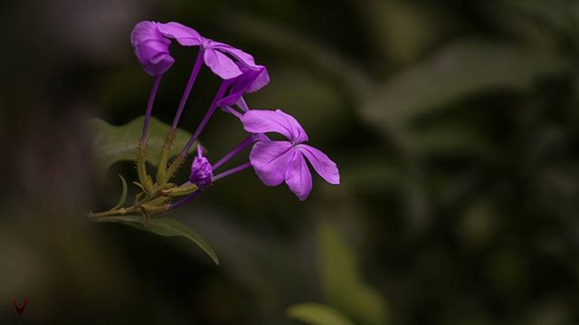 A close-up captures the delicate beauty of purple flowers in a serene garden setting.