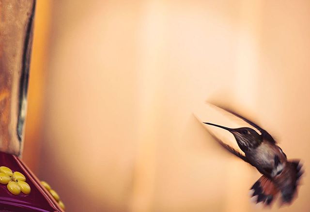 A hummingbird in motion approaching a feeder in a garden setting.