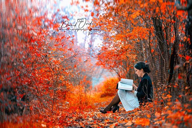 A woman is reading a book in a forest surrounded by autumn leaves in this idyllic outdoor scene.