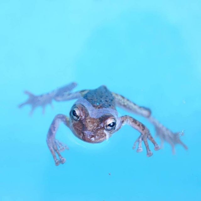 A frog swims gracefully in clear blue water, captured in a close-up macro shot.