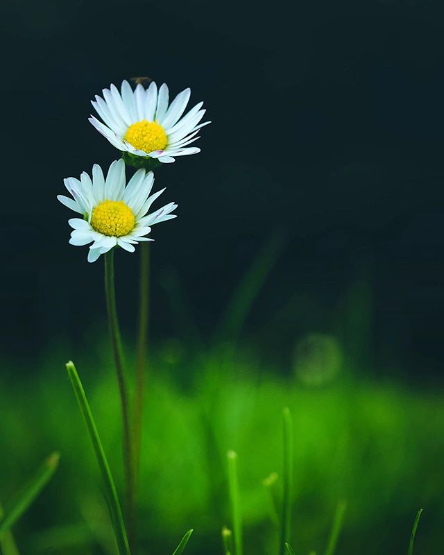 Close-up of two white daisies with yellow centers in a green field, creating a tranquil nature scene.