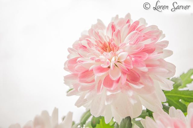 A dreamy close-up of a pink and white chrysanthemum with soft lighting, perfect for romantic designs.