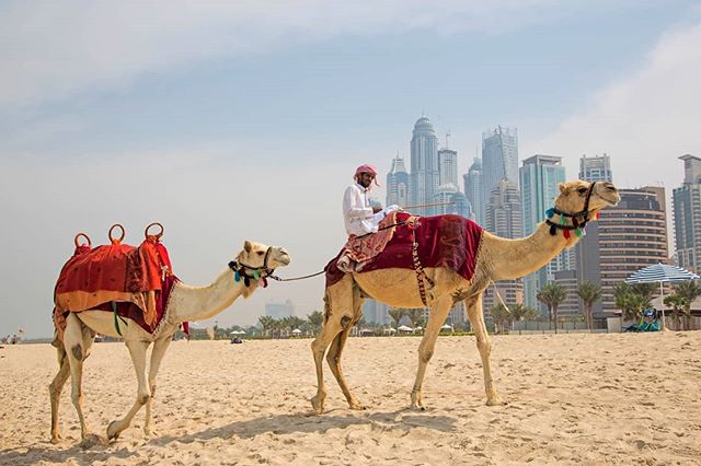 A man rides a camel on a beach in Dubai, with city skyscrapers in the background.