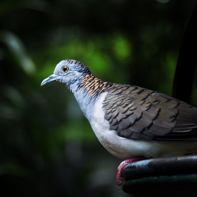 A zebra dove perches calmly in a garden, its feathers detailed in a close-up shot.